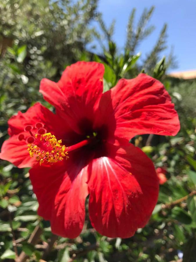 Stunning Sicilian Villa Carini Esterno foto